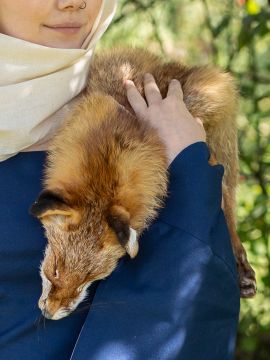 Fourrure de renard fermée